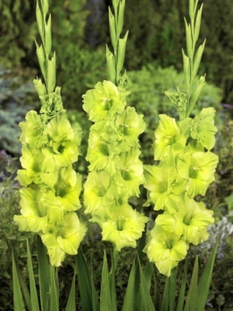 images/productimages/small/V278 201430 Gladiolus Green Star.jpg